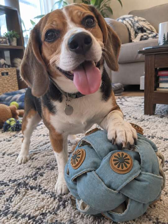 Beagle parent Dogtopus photo