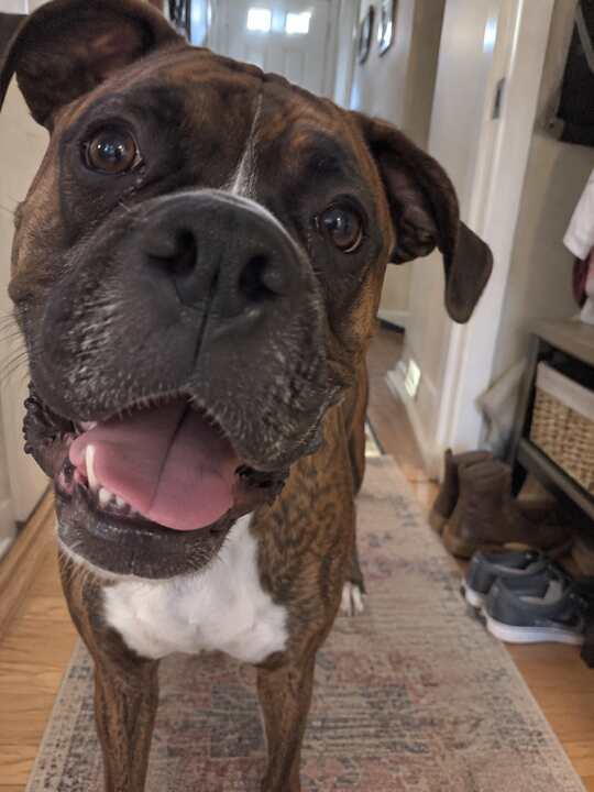 Boxer lifestyle photo