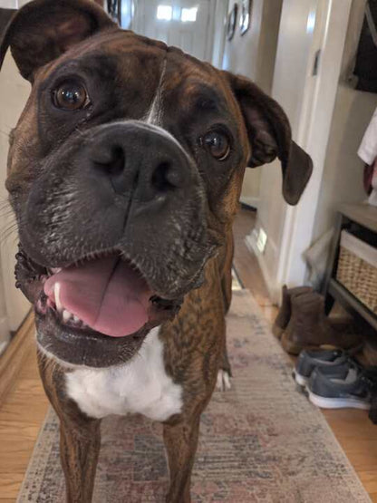 Boxer lifestyle photo