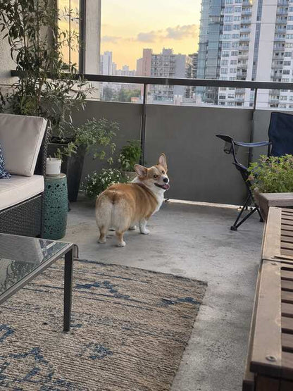 Corgi lifestyle photo